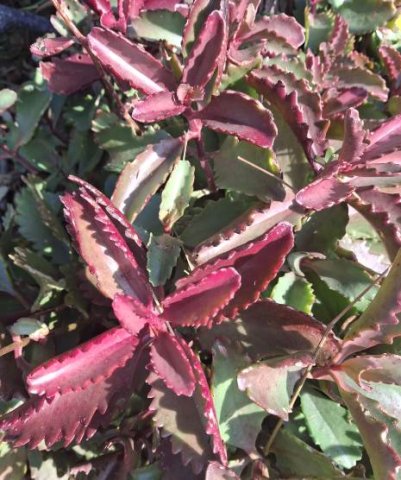 Kalanchoe sexangularis purple leaves